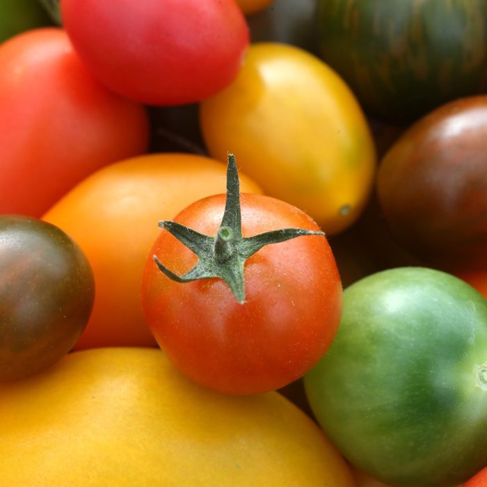 Assarssons tomatodling